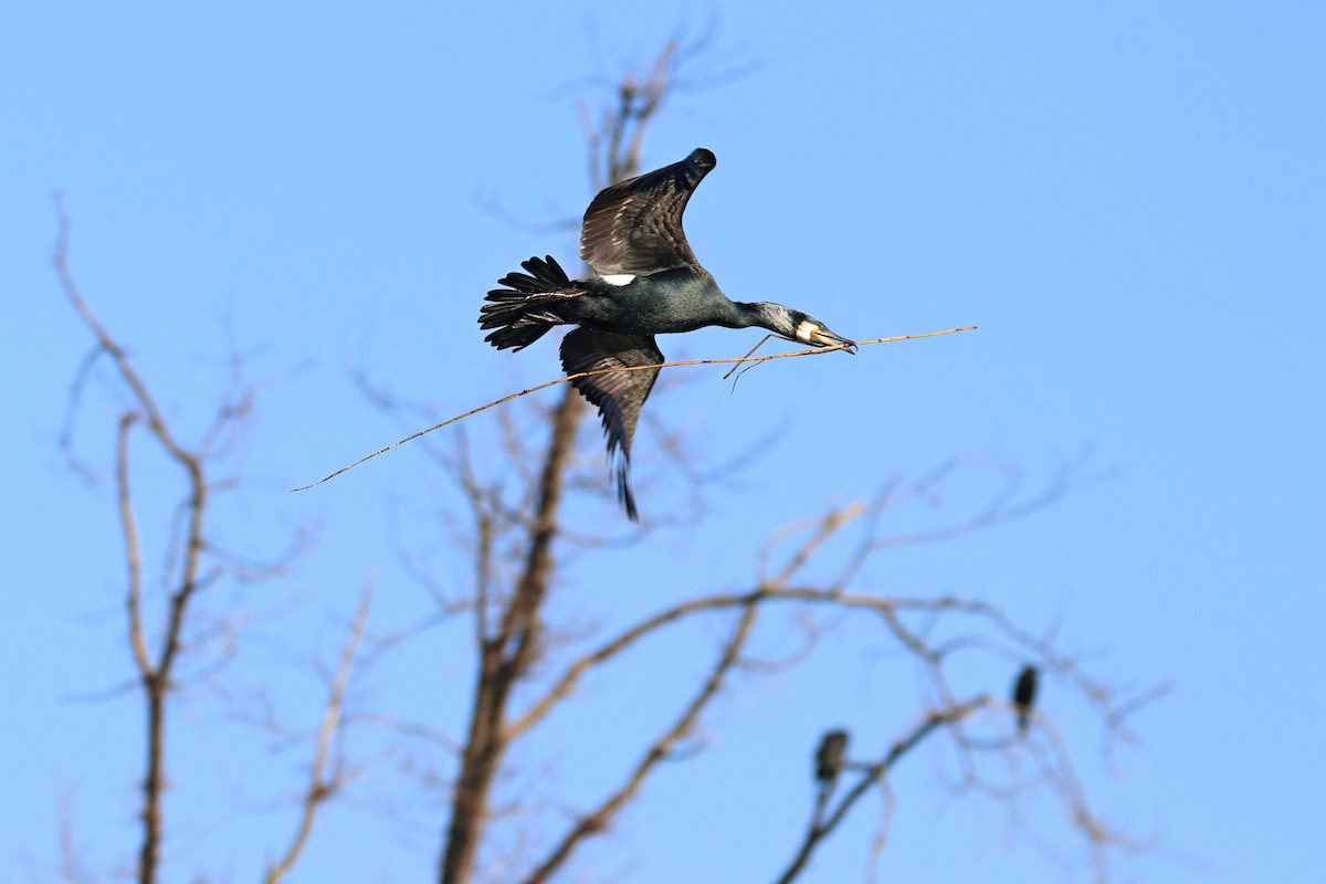 Great Cormorant - ML314467671