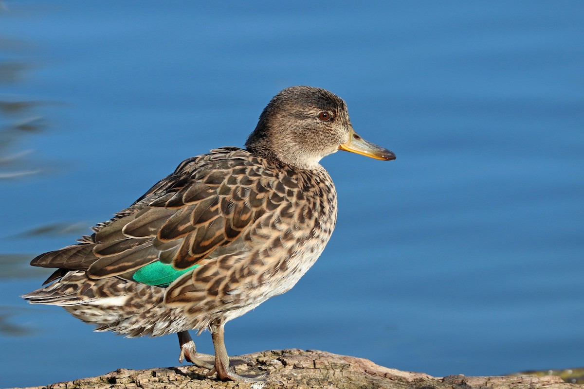 Green-winged Teal (Eurasian) - ML314467951