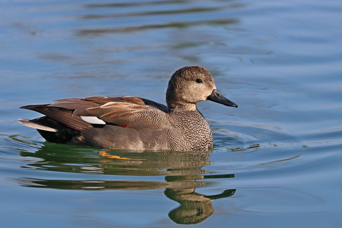 Gadwall - ML314467961