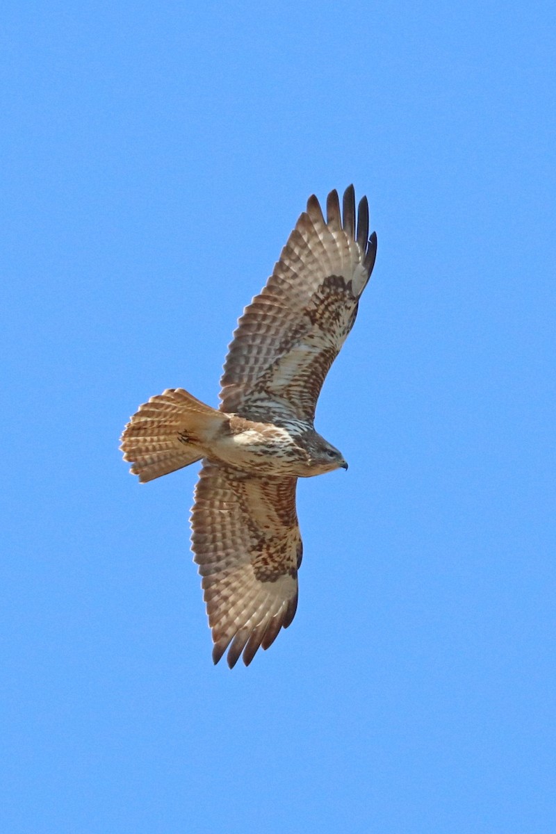 Common Buzzard - ML314468031