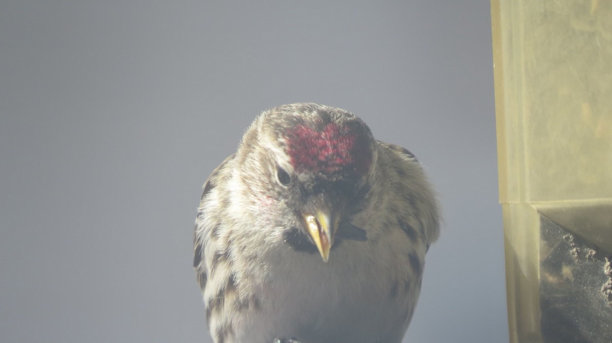 Redpoll (Common) - ML314468091
