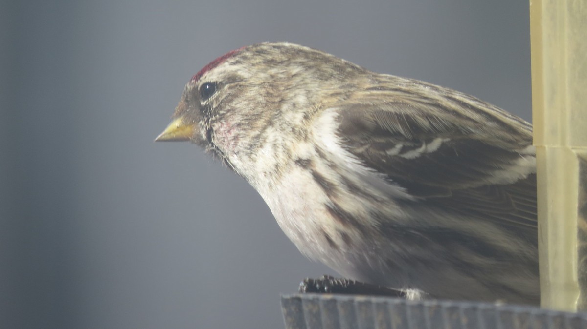 Redpoll (Common) - ML314468111