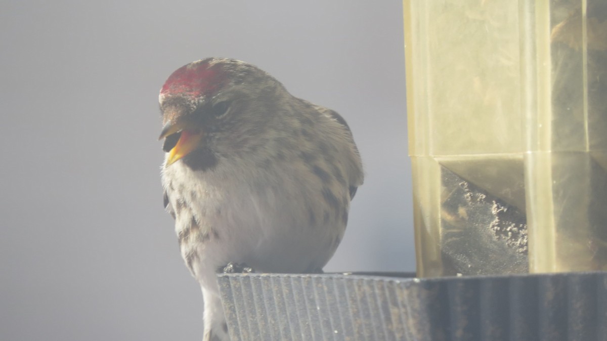 Redpoll (Common) - ML314468131