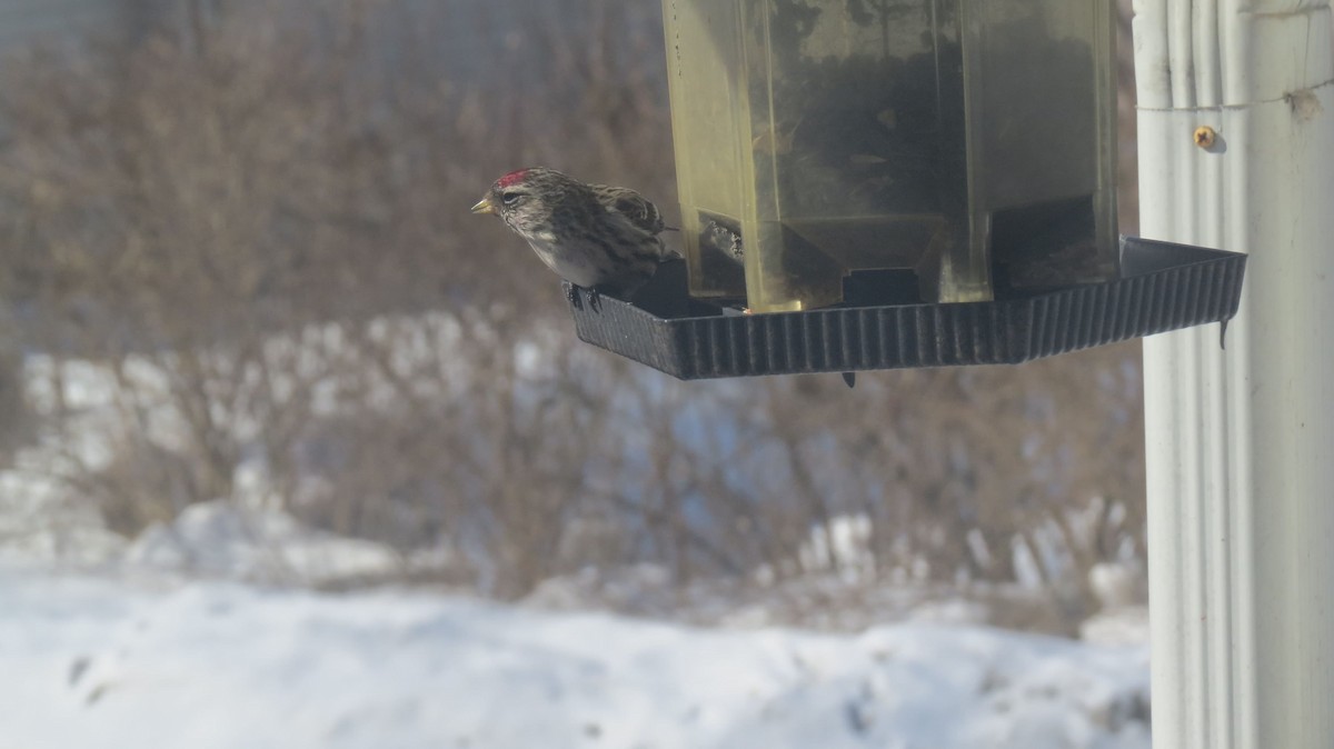 Redpoll (Common) - ML314468141