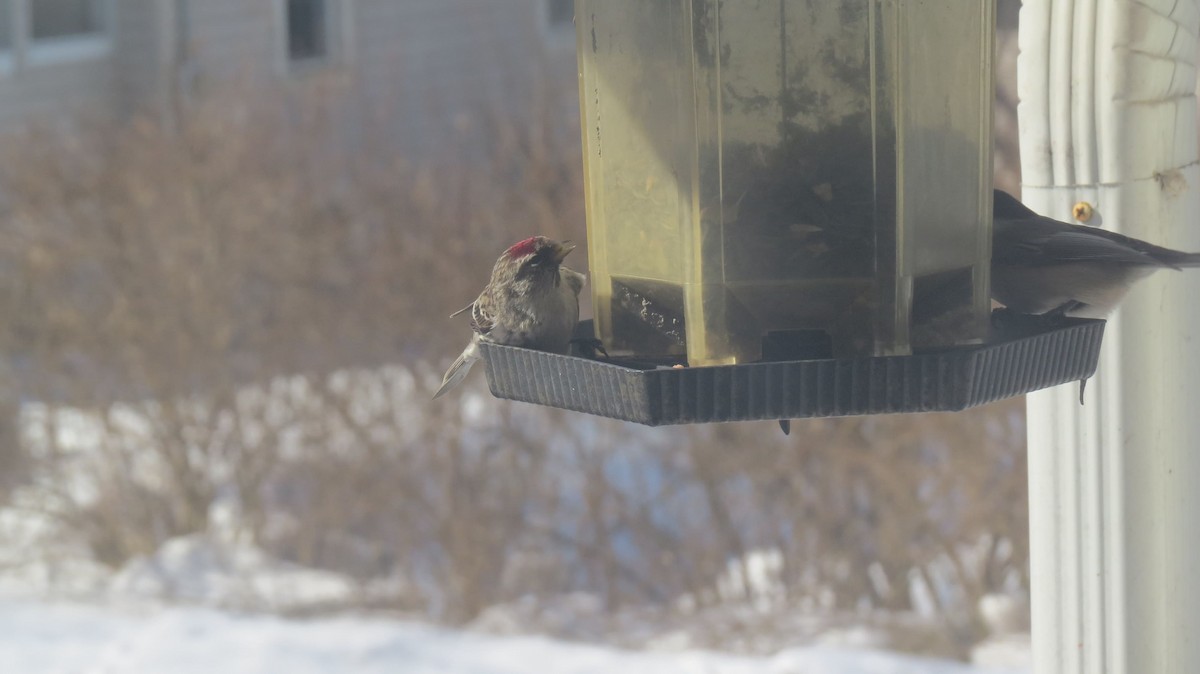 Redpoll (Common) - ML314468161