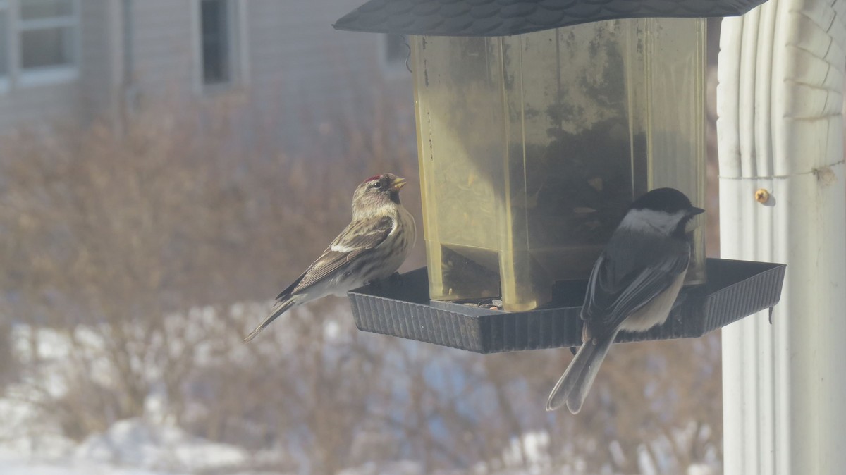 Redpoll (Common) - ML314468171