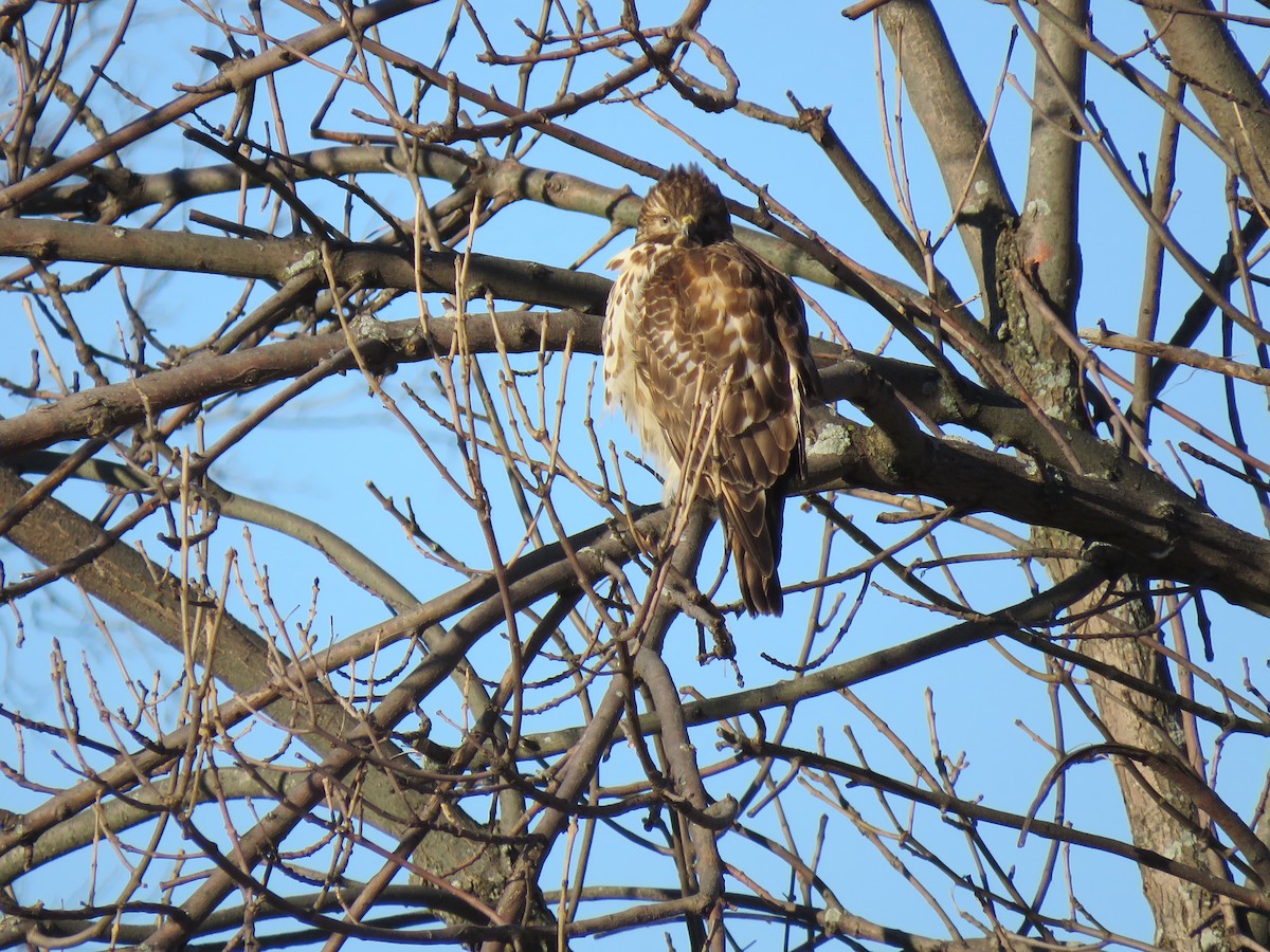 Red-shouldered Hawk - ML314468661