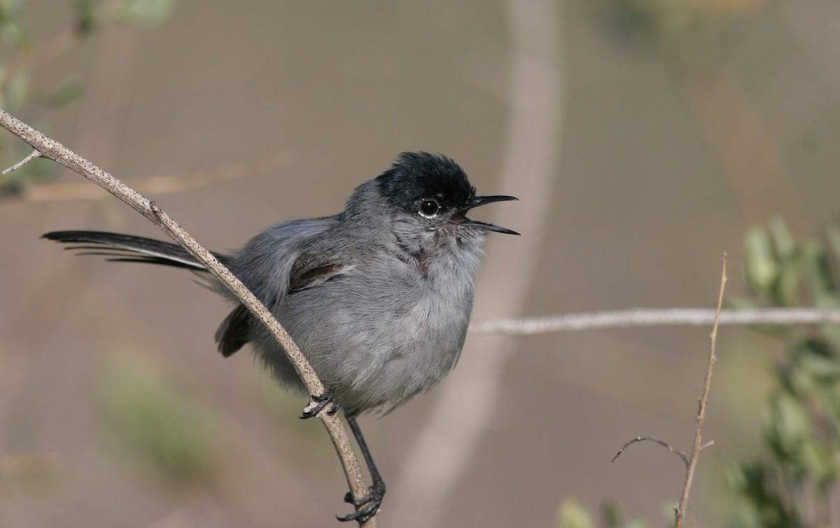 California Gnatcatcher - Ian Davies