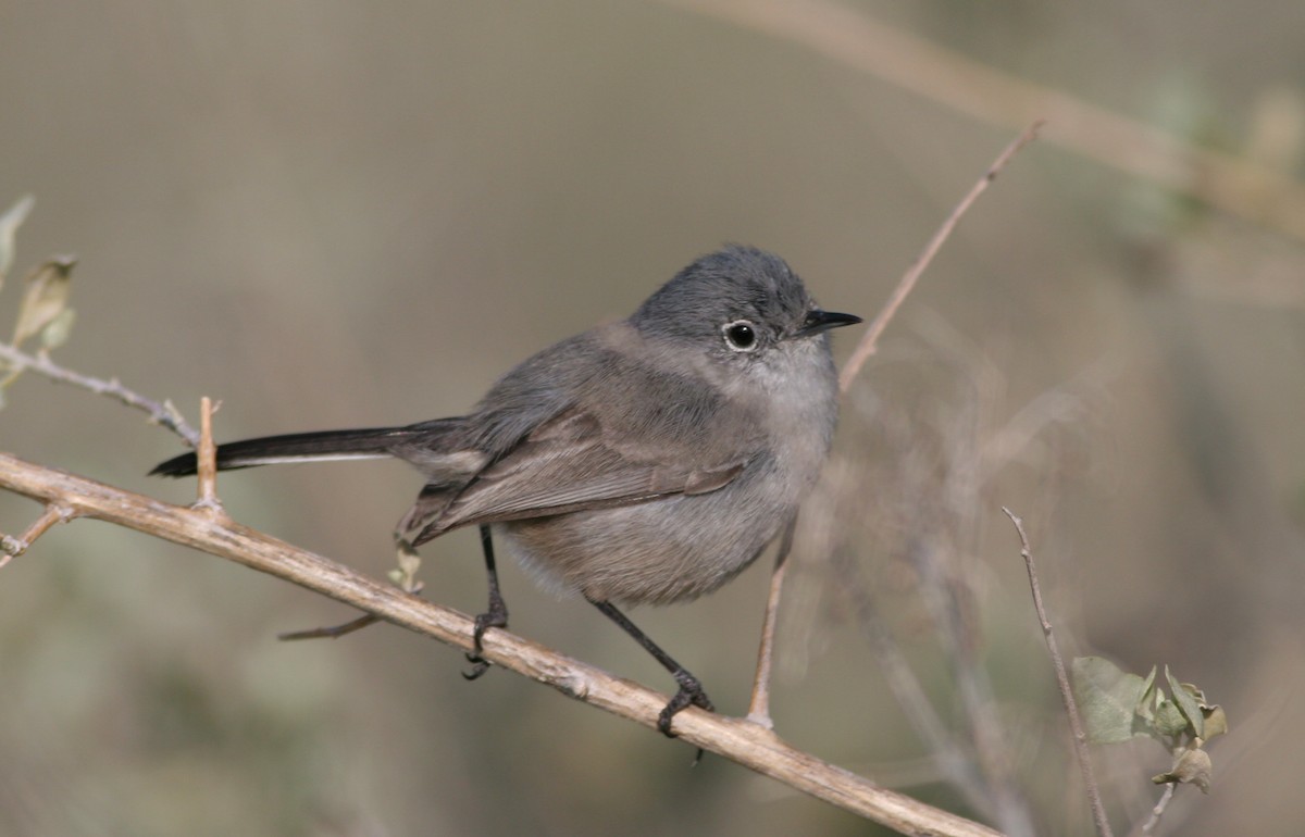 California Gnatcatcher - ML31447101