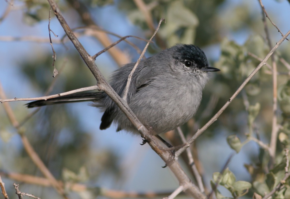 California Gnatcatcher - ML31447111