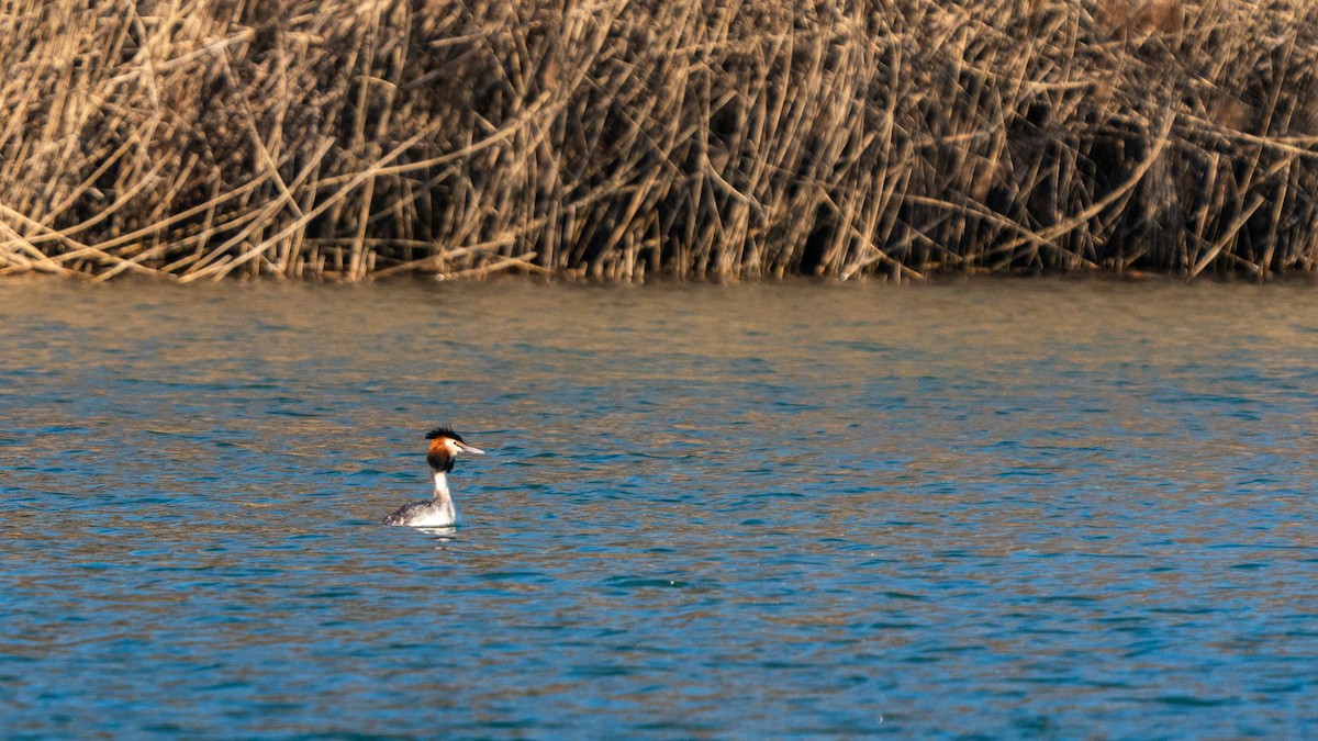 Great Crested Grebe - ML314475191
