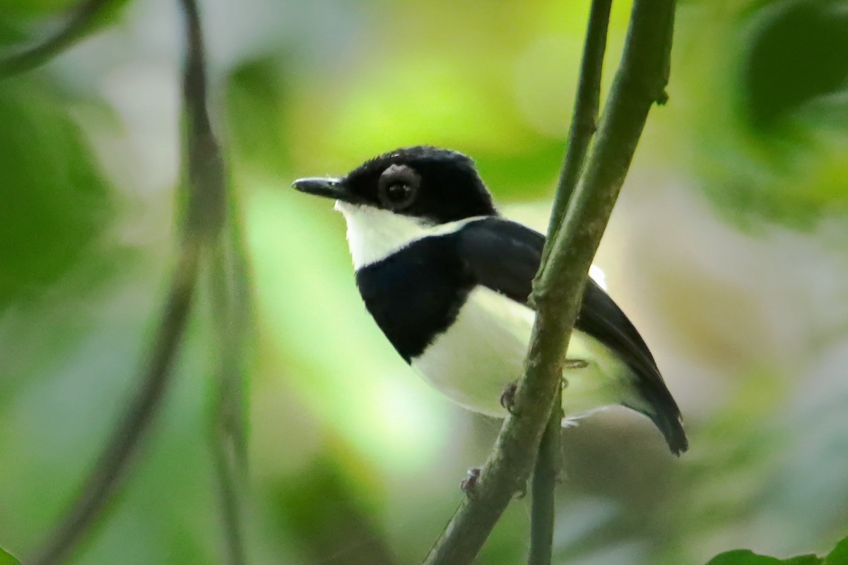 Chestnut Wattle-eye - ML314476961