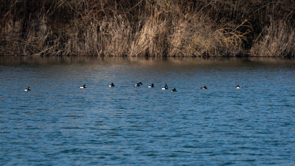 Tufted Duck - ML314477031