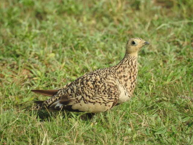 Chestnut-bellied Sandgrouse - ML314477221