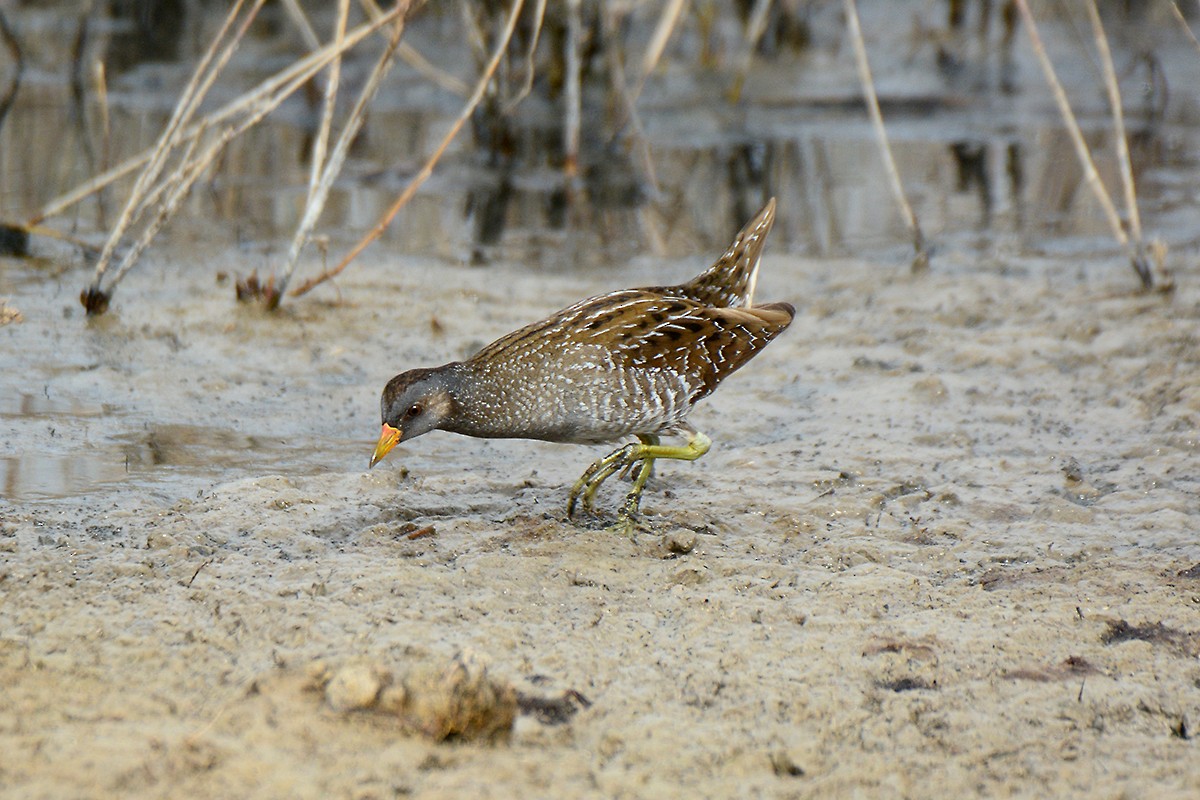 Тоодон түнжүүр - ML314477521