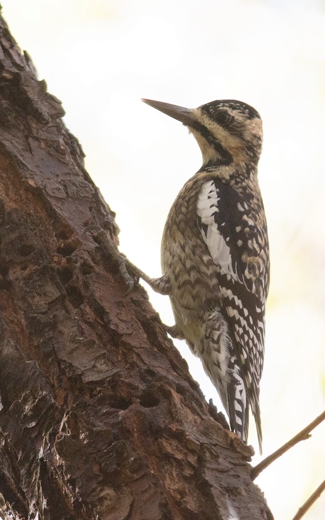 Yellow-bellied Sapsucker - ML314478111