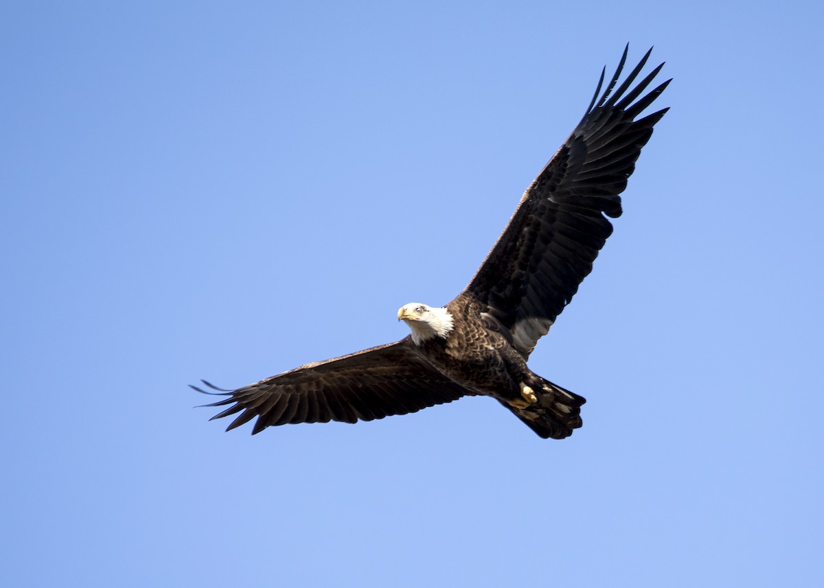 Bald Eagle - ML314478501