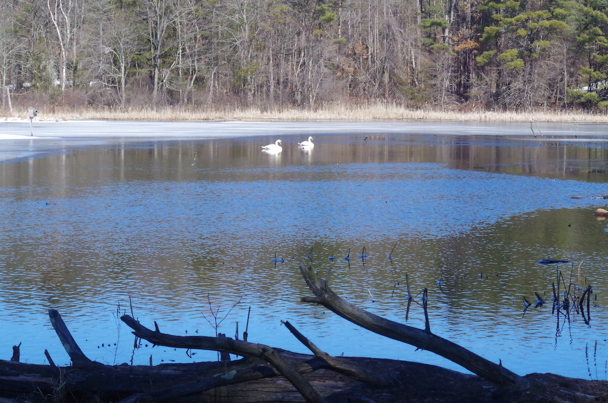 Mute Swan - Steve Jelinek