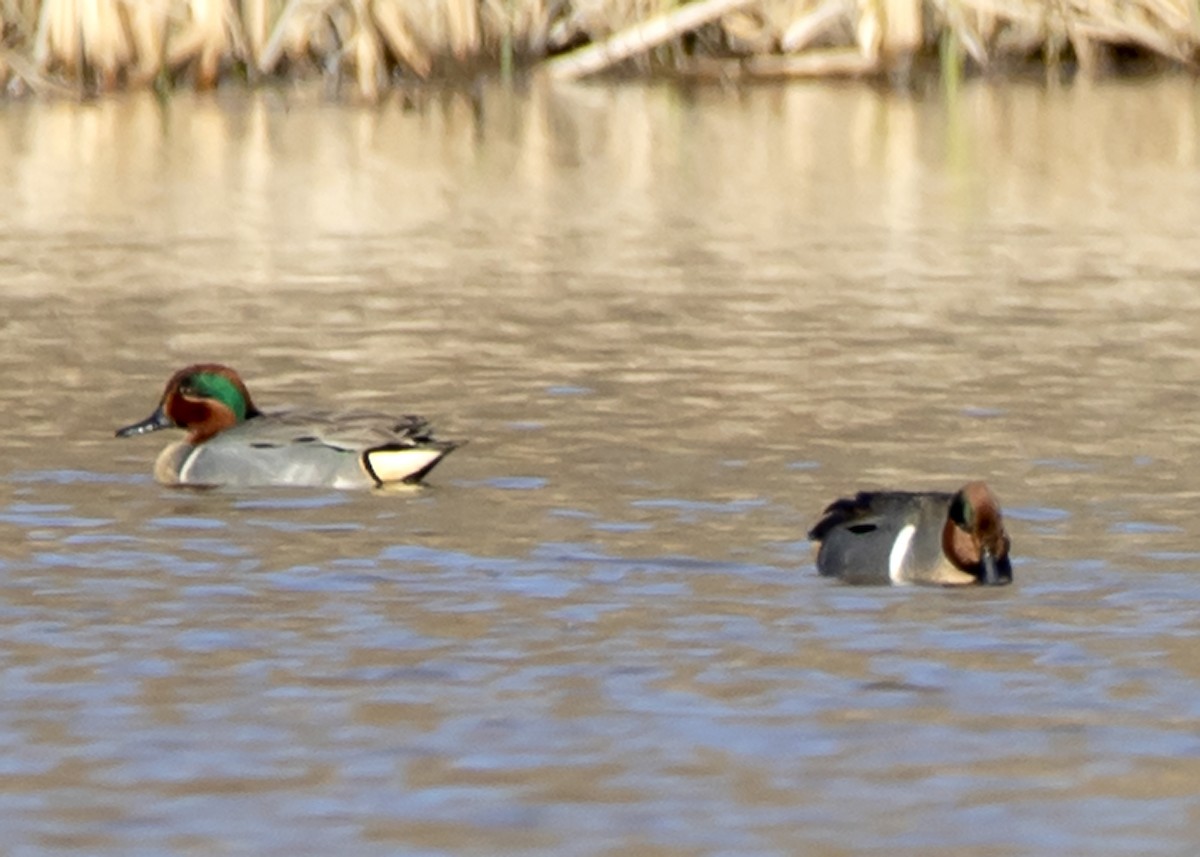 Green-winged Teal - ML314478621