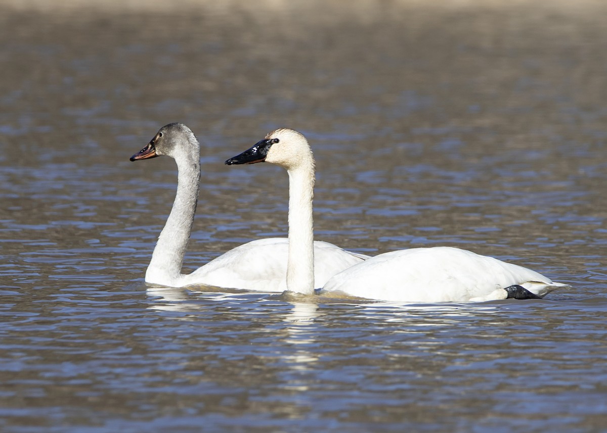 Tundra Swan - ML314478671