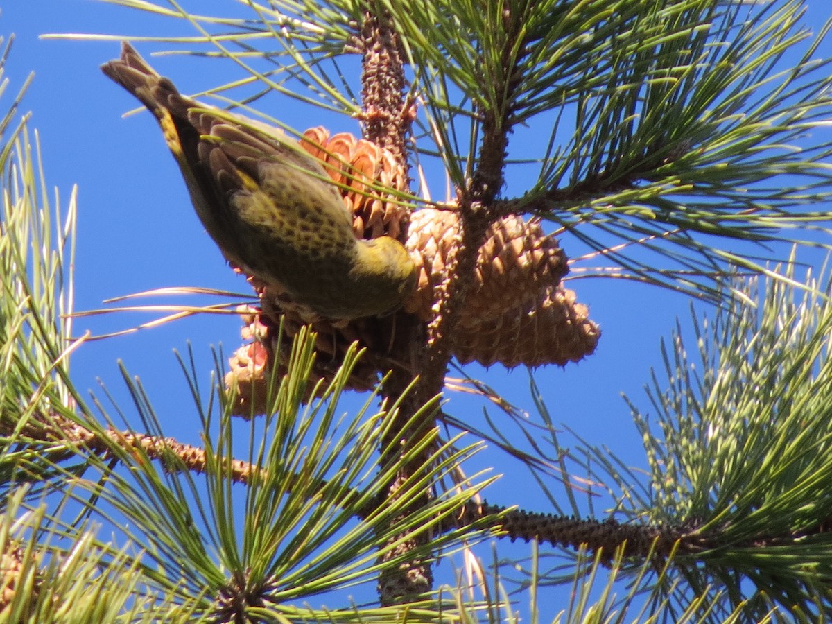 Red Crossbill (Northeastern or type 12) - ML314480501
