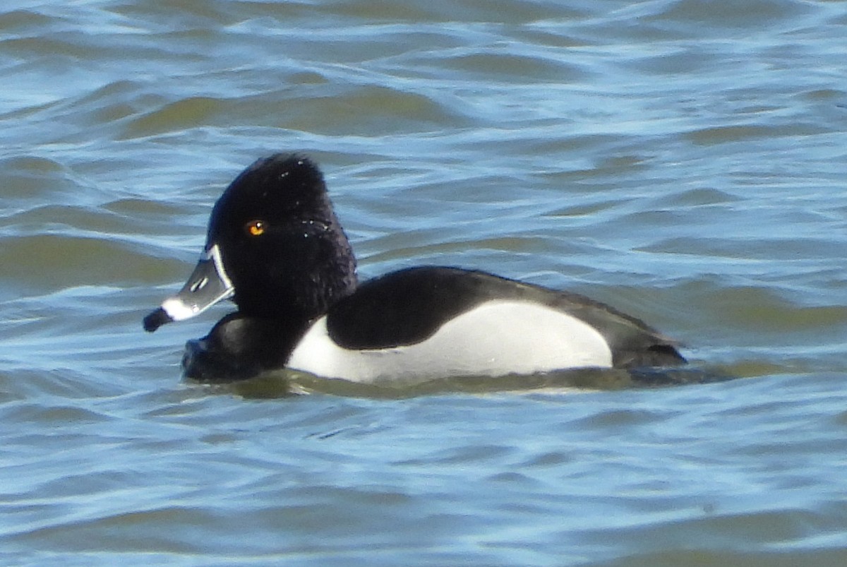 Ring-necked Duck - Mike Cianciosi