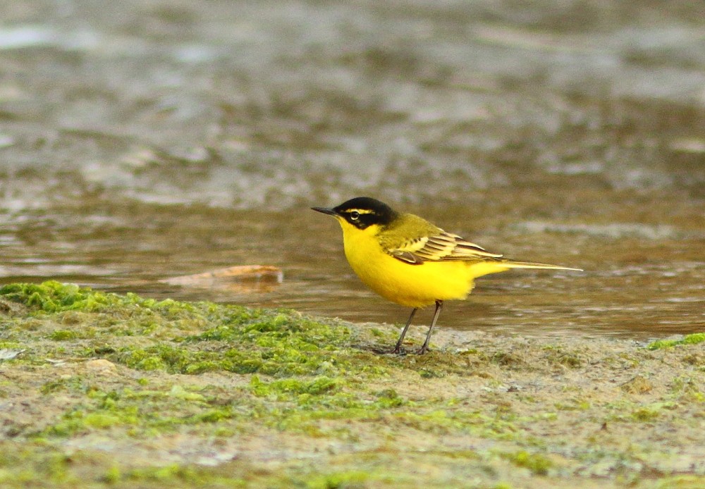 Western Yellow Wagtail (xanthophrys-type intergrade) - ML314483101