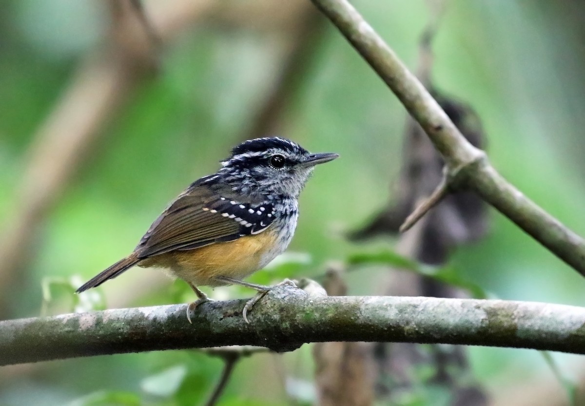 Rondonia Warbling-Antbird - Andrew Spencer