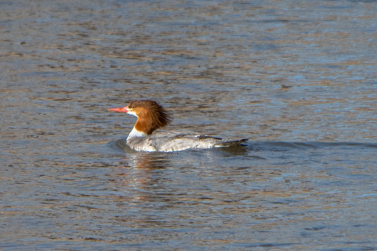 Common Merganser - ML314483411