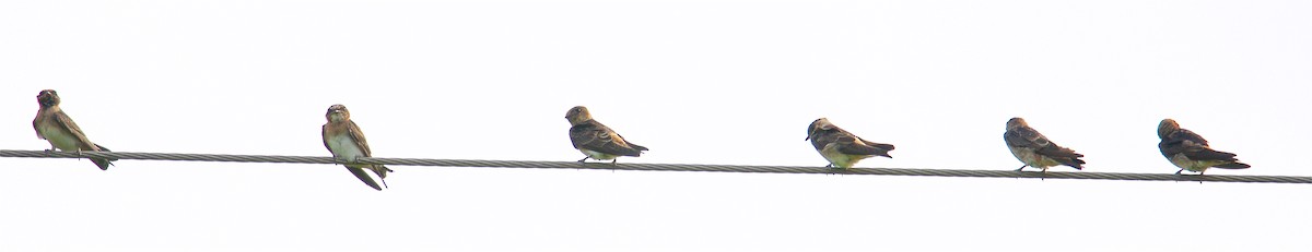 Cliff Swallow - ML31448441