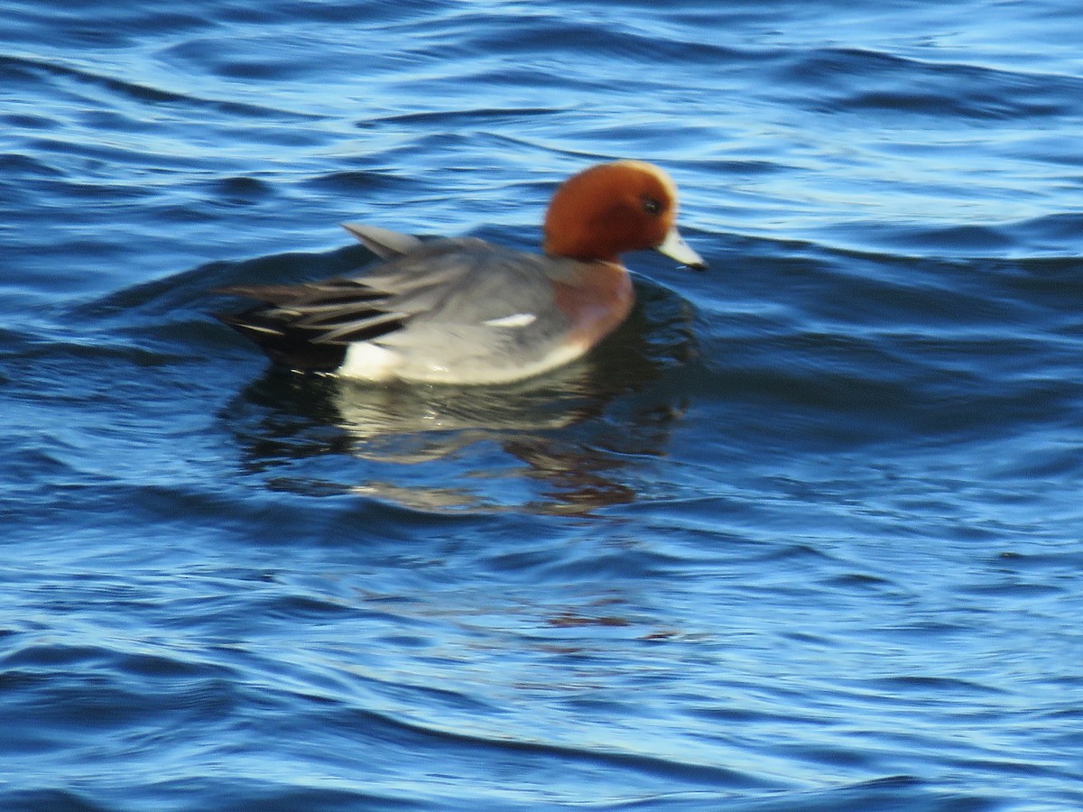 Eurasian Wigeon - ML314484541