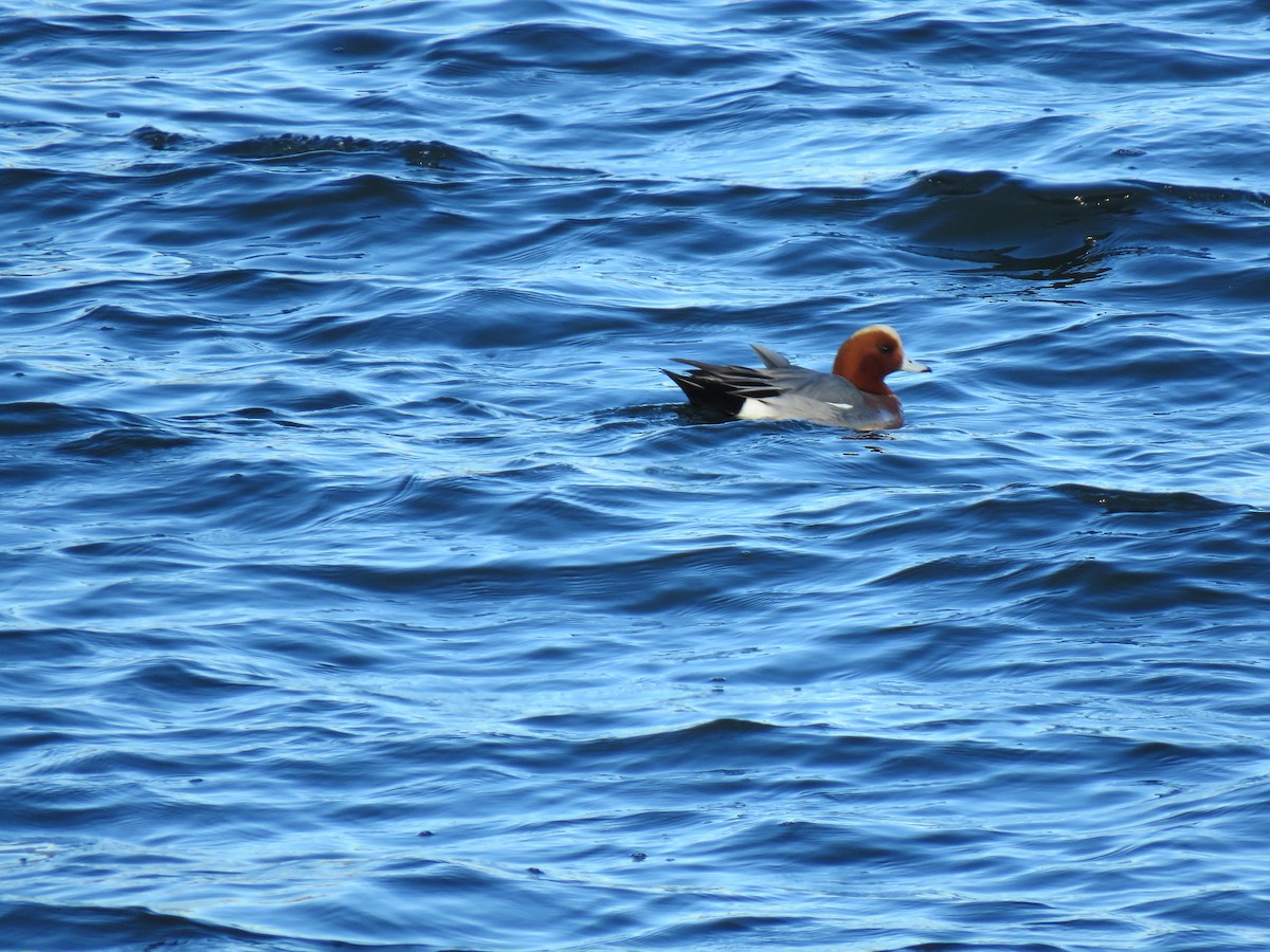 Eurasian Wigeon - ML314484641