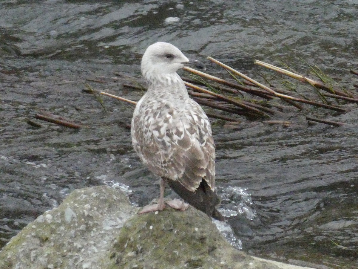 Yellow-legged Gull - ML314484951