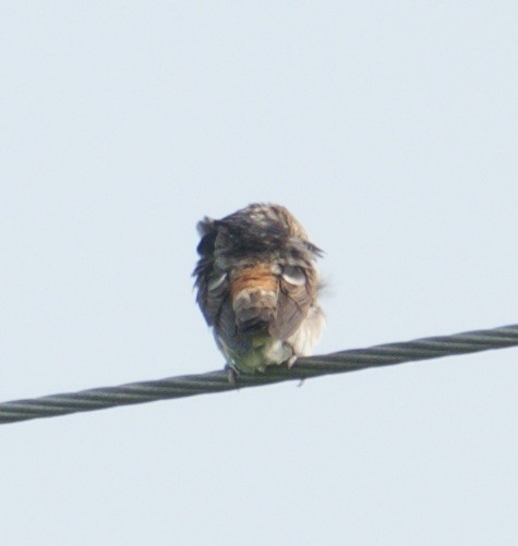 Cliff/Cave Swallow - Harlan Stewart