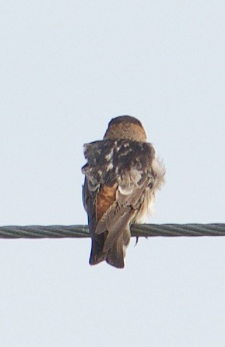 Cliff/Cave Swallow - Harlan Stewart