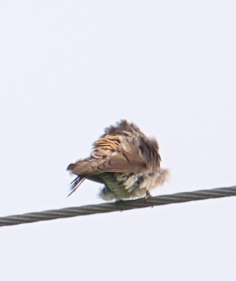 Cliff/Cave Swallow - Harlan Stewart