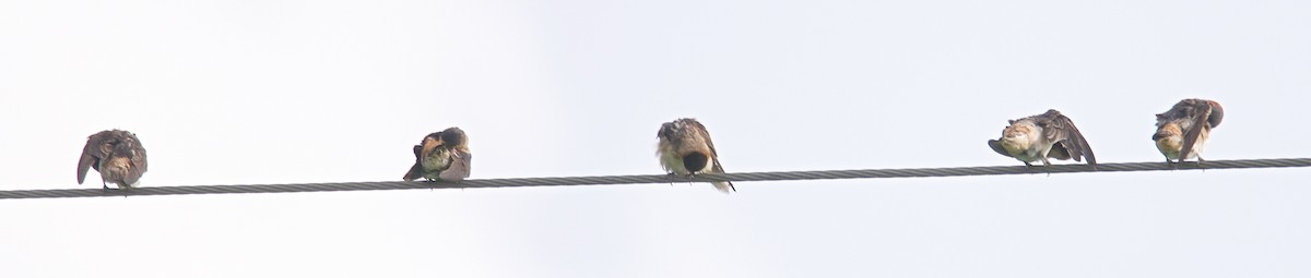 Cliff/Cave Swallow - Harlan Stewart