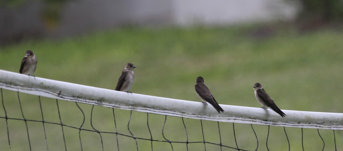 Northern Rough-winged Swallow - ML314485561