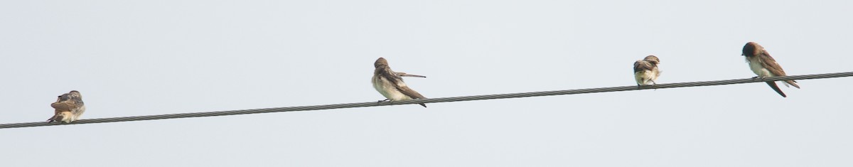 Cliff/Cave Swallow - Harlan Stewart