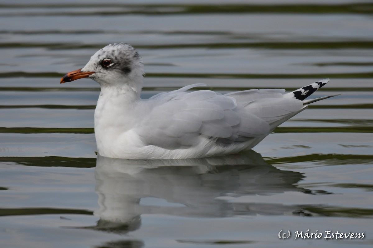 Mediterranean Gull - Mário Estevens