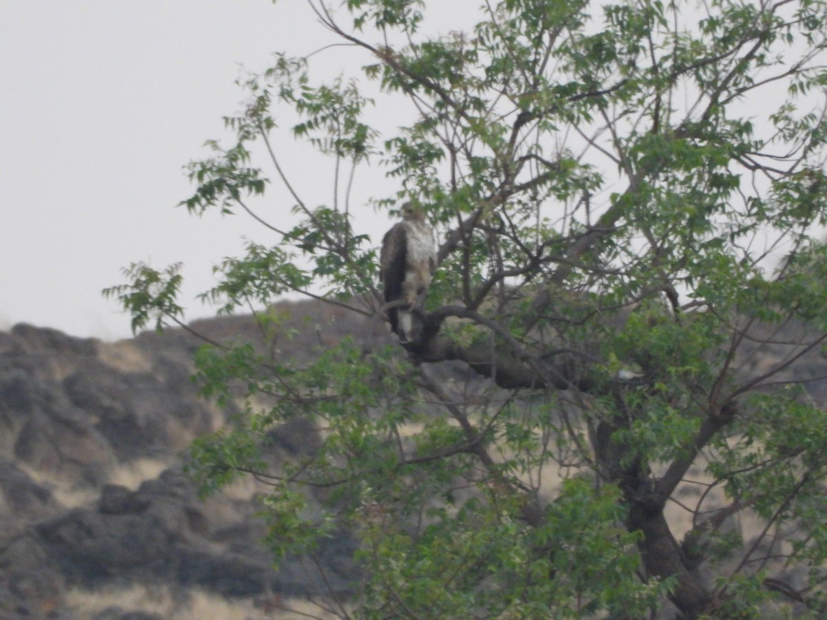 Bonelli's Eagle - ML314485901