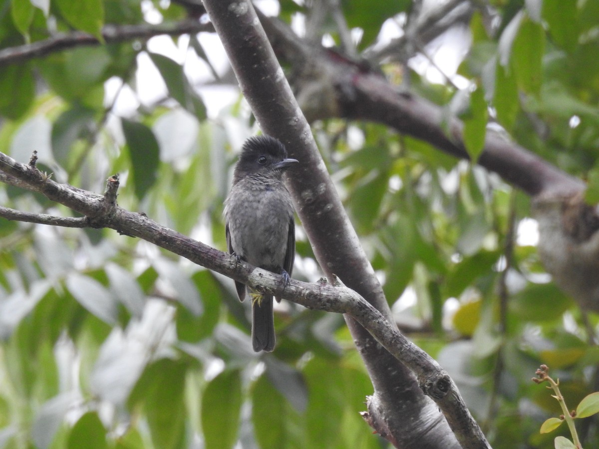 Rose-throated Becard - Romel Romero