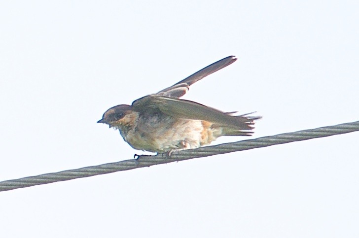 Cave Swallow - Harlan Stewart