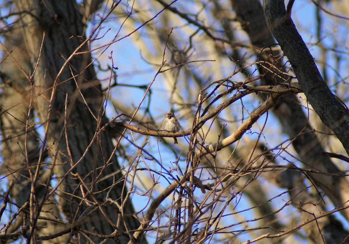 Common Redpoll - ML314486841