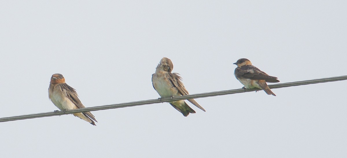 Golondrina Pueblera - ML31448691