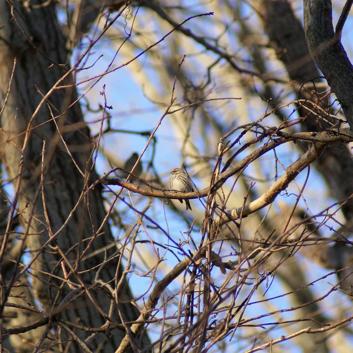 Common Redpoll - ML314486911