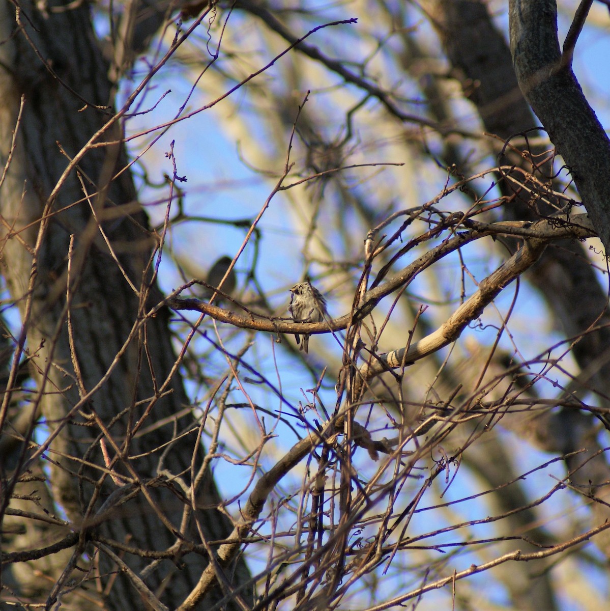 Common Redpoll - ML314486961