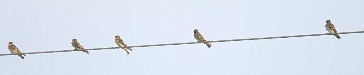 Golondrina Pueblera - ML31448761