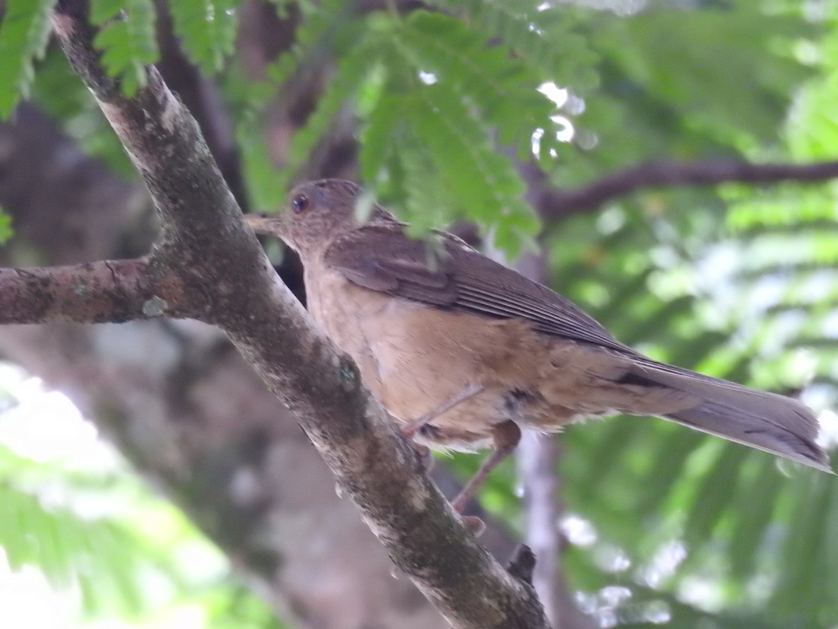 Clay-colored Thrush - Romel Romero