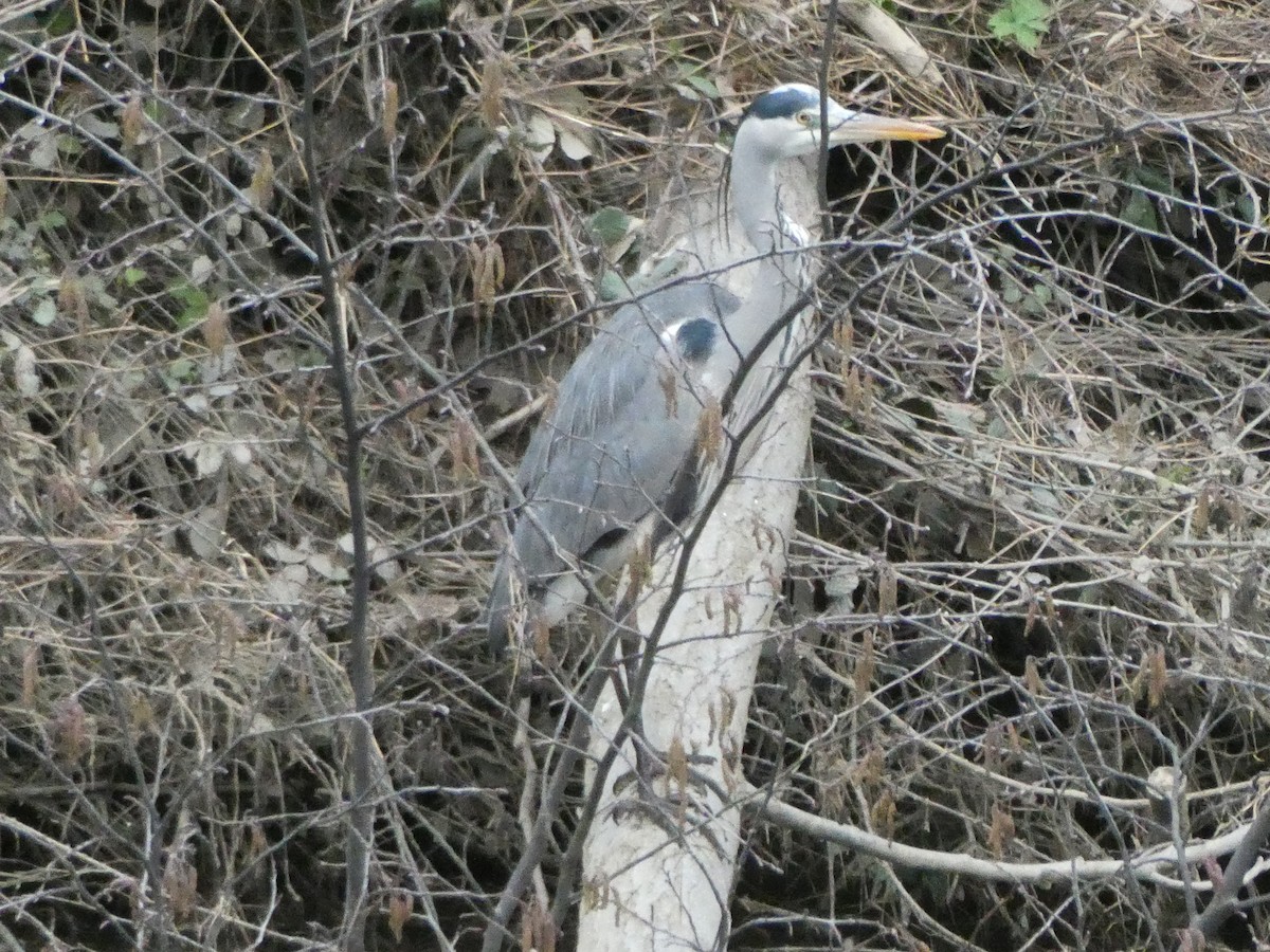 Хөх дэглий - ML314488331